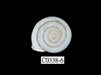 藏品(班卡拉蝸牛)的圖片